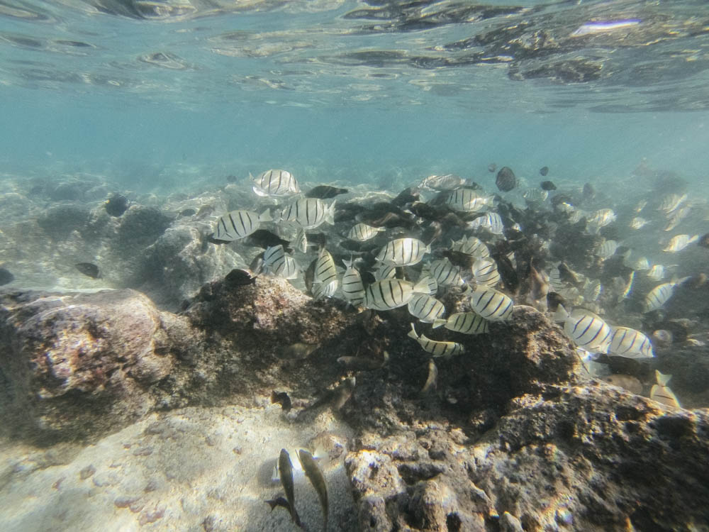 Daring Wanderer Photography - Daring Wanderer - Hawaii Travel Photography - Oahu - Hawaii - Hanauma Bay - North Shore - Surfing - Snorkeling - Swimming - Fish - Travel