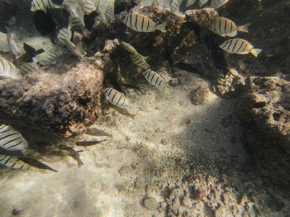 Daring Wanderer Photography - Daring Wanderer - Hawaii Travel Photography - Oahu - Hawaii - Hanauma Bay - North Shore - Surfing - Snorkeling - Swimming - Fish - Travel