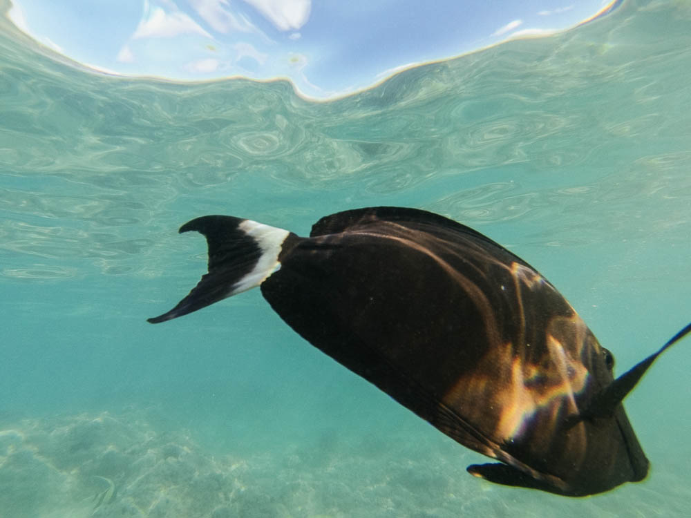 Daring Wanderer Photography - Daring Wanderer - Hawaii Travel Photography - Oahu - Hawaii - Hanauma Bay - North Shore - Surfing - Snorkeling - Swimming - Fish - Travel