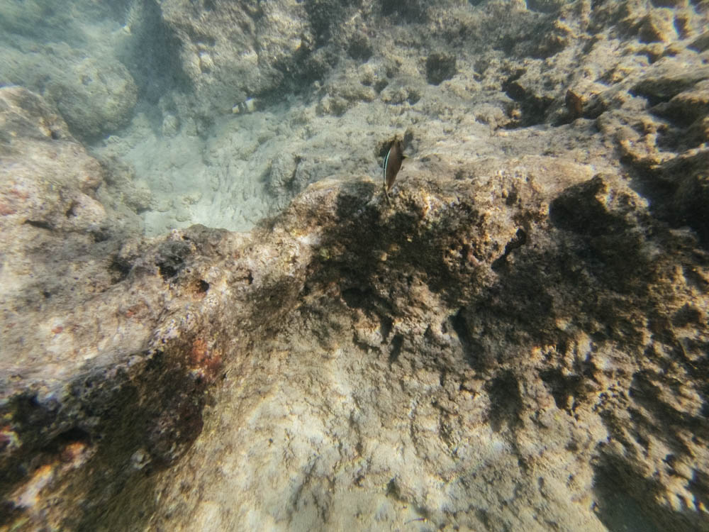 Daring Wanderer Photography - Daring Wanderer - Hawaii Travel Photography - Oahu - Hawaii - Hanauma Bay - North Shore - Surfing - Snorkeling - Swimming - Fish - Travel