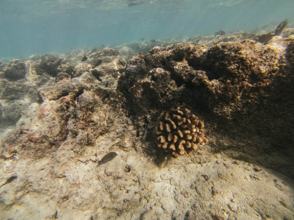 Daring Wanderer Photography - Daring Wanderer - Hawaii Travel Photography - Oahu - Hawaii - Hanauma Bay - North Shore - Surfing - Snorkeling - Swimming - Fish - Travel