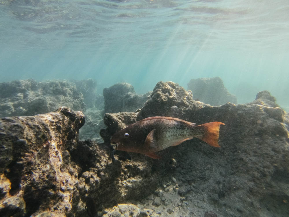 Daring Wanderer Photography - Daring Wanderer - Hawaii Travel Photography - Oahu - Hawaii - Hanauma Bay - North Shore - Surfing - Snorkeling - Swimming - Fish - Travel