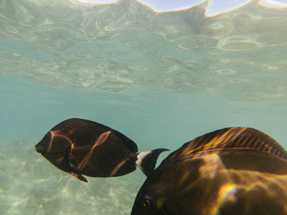 Daring Wanderer Photography - Daring Wanderer - Hawaii Travel Photography - Oahu - Hawaii - Hanauma Bay - North Shore - Surfing - Snorkeling - Swimming - Fish - Travel