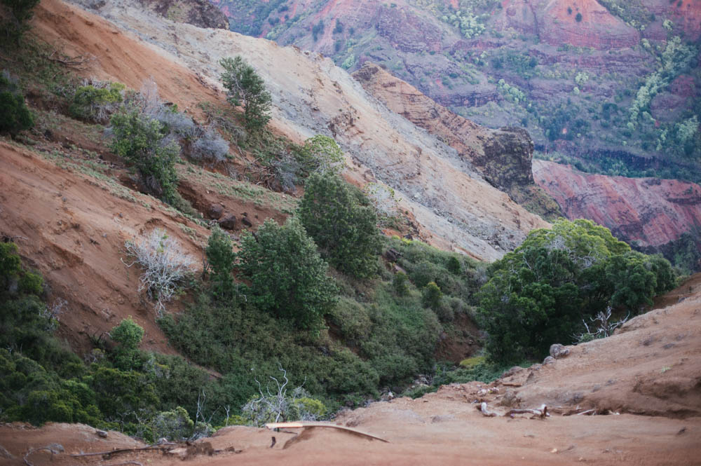 Daring Wanderer Photography - Daring Wanderer - Travel Photography - Kauai Travel Photography - Kauai - Hawaii - Kalalau Trail - Kalalau Beach - Na Pali Coast - Hawaiian beach - Hawaiian sunset - Waimea Canyon - Poipu Beach - Kauai Coffee Company - Coffee Plantation - Kauai Coffee - Coffee plant