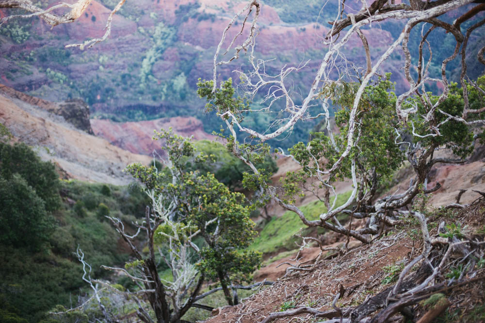 Daring Wanderer Photography - Daring Wanderer - Travel Photography - Kauai Travel Photography - Kauai - Hawaii - Kalalau Trail - Kalalau Beach - Na Pali Coast - Hawaiian beach - Hawaiian sunset - Waimea Canyon - Poipu Beach - Kauai Coffee Company - Coffee Plantation - Kauai Coffee - Coffee plant