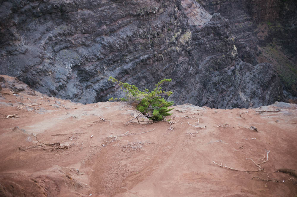 Daring Wanderer Photography - Daring Wanderer - Travel Photography - Kauai Travel Photography - Kauai - Hawaii - Kalalau Trail - Kalalau Beach - Na Pali Coast - Hawaiian beach - Hawaiian sunset - Waimea Canyon - Poipu Beach - Kauai Coffee Company - Coffee Plantation - Kauai Coffee - Coffee plant