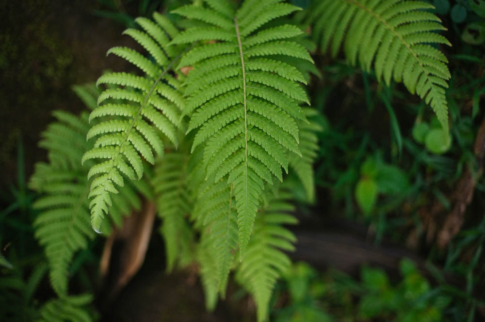 Daring Wanderer Photography - Daring Wanderer - Travel Photography - Kauai Travel Photography - Kauai - Hawaii - Kalalau Trail - Kalalau Beach - Na Pali Coast - Hawaiian beach - Hawaiian sunset - Waimea Canyon - Poipu Beach - Kauai Coffee Company - Coffee Plantation - Kauai Coffee - Coffee plant