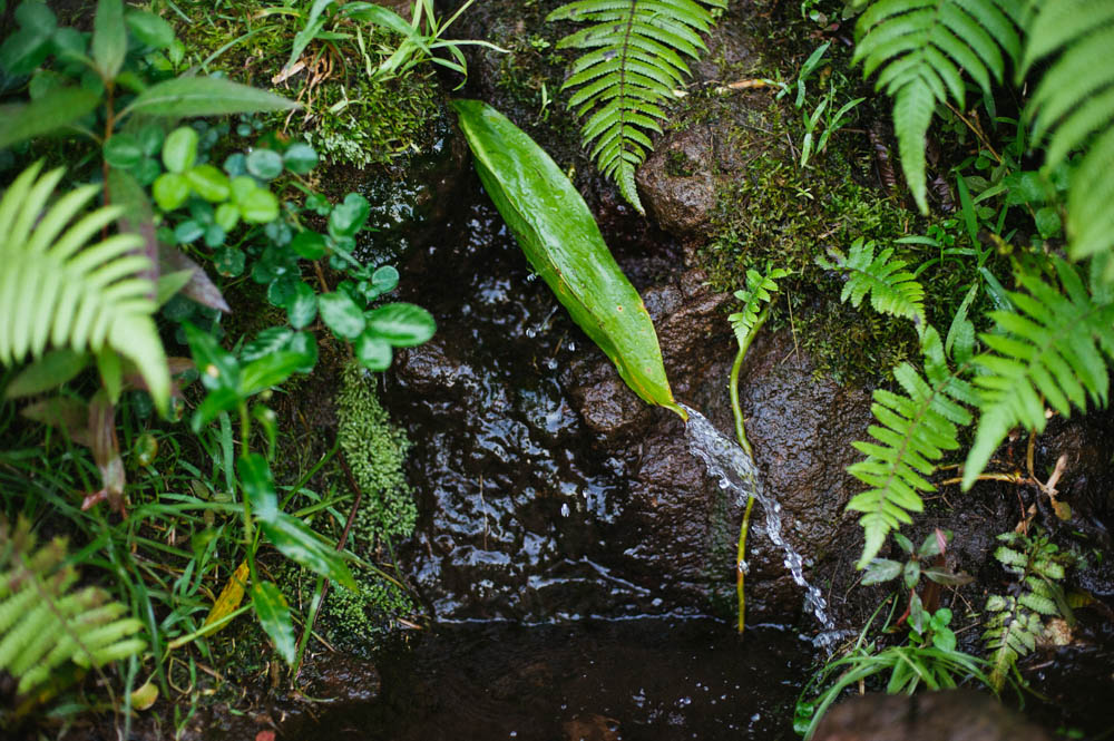 Daring Wanderer Photography - Daring Wanderer - Travel Photography - Kauai Travel Photography - Kauai - Hawaii - Kalalau Trail - Kalalau Beach - Na Pali Coast - Hawaiian beach - Hawaiian sunset - Waimea Canyon - Poipu Beach - Kauai Coffee Company - Coffee Plantation - Kauai Coffee - Coffee plant