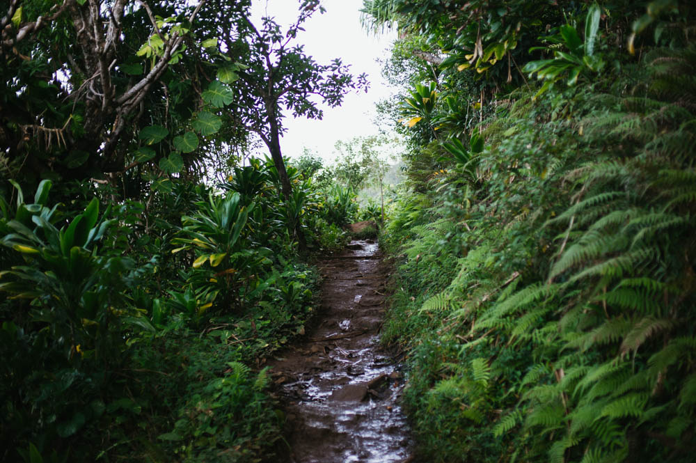 Daring Wanderer Photography - Daring Wanderer - Travel Photography - Kauai Travel Photography - Kauai - Hawaii - Kalalau Trail - Kalalau Beach - Na Pali Coast - Hawaiian beach - Hawaiian sunset - Waimea Canyon - Poipu Beach - Kauai Coffee Company - Coffee Plantation - Kauai Coffee - Coffee plant