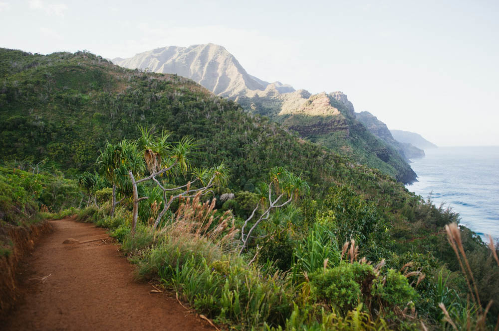 Daring Wanderer Photography - Daring Wanderer - Travel Photography - Kauai Travel Photography - Kauai - Hawaii - Kalalau Trail - Kalalau Beach - Na Pali Coast - Hawaiian beach - Hawaiian sunset - Waimea Canyon - Poipu Beach - Kauai Coffee Company - Coffee Plantation - Kauai Coffee - Coffee plant