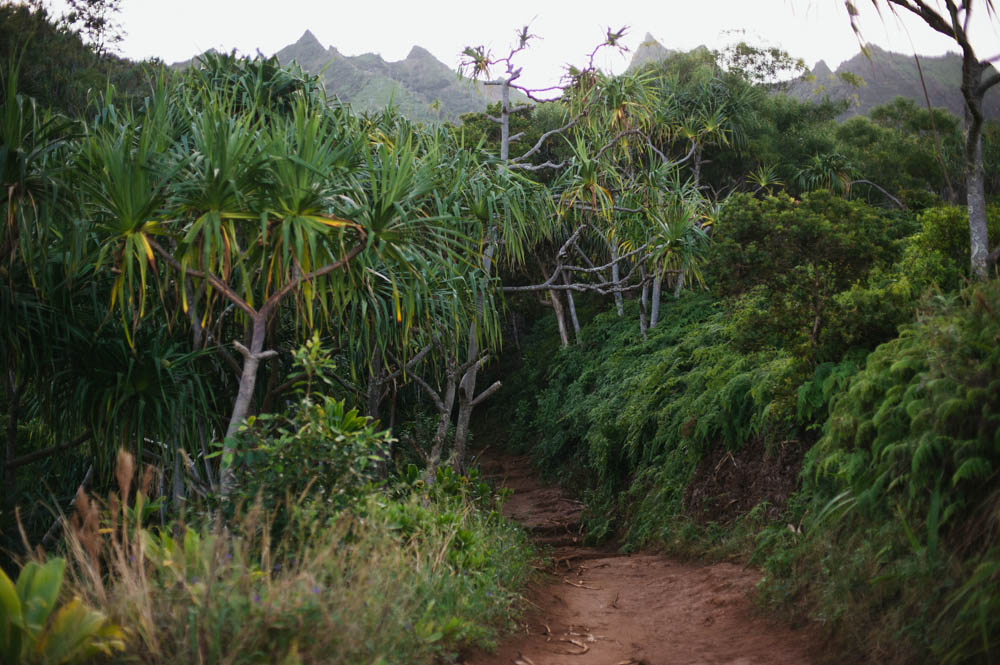 Daring Wanderer Photography - Daring Wanderer - Travel Photography - Kauai Travel Photography - Kauai - Hawaii - Kalalau Trail - Kalalau Beach - Na Pali Coast - Hawaiian beach - Hawaiian sunset - Waimea Canyon - Poipu Beach - Kauai Coffee Company - Coffee Plantation - Kauai Coffee - Coffee plant