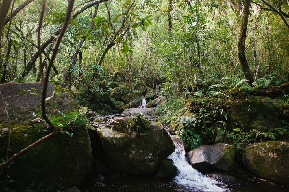 Daring Wanderer Photography - Daring Wanderer - Travel Photography - Kauai Travel Photography - Kauai - Hawaii - Kalalau Trail - Kalalau Beach - Na Pali Coast - Hawaiian beach - Hawaiian sunset - Waimea Canyon - Poipu Beach - Kauai Coffee Company - Coffee Plantation - Kauai Coffee - Coffee plant