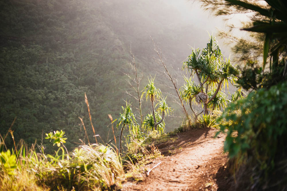 Daring Wanderer Photography - Daring Wanderer - Travel Photography - Kauai Travel Photography - Kauai - Hawaii - Kalalau Trail - Kalalau Beach - Na Pali Coast - Hawaiian beach - Hawaiian sunset - Waimea Canyon - Poipu Beach - Kauai Coffee Company - Coffee Plantation - Kauai Coffee - Coffee plant