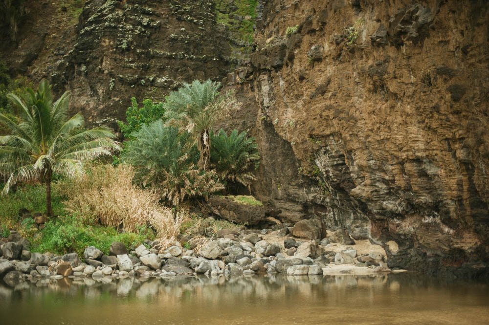 Daring Wanderer Photography - Daring Wanderer - Travel Photography - Kauai Travel Photography - Kauai - Hawaii - Kalalau Trail - Kalalau Beach - Na Pali Coast - Hawaiian beach - Hawaiian sunset - Waimea Canyon - Poipu Beach - Kauai Coffee Company - Coffee Plantation - Kauai Coffee - Coffee plant