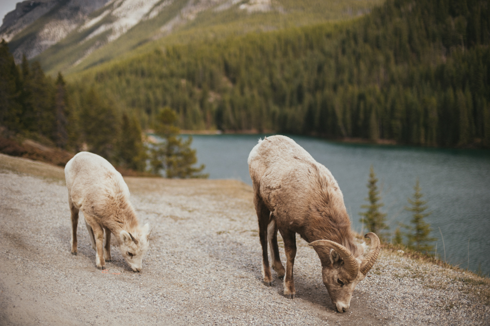 Big horn sheep in Banff National Park near Two Jack Lake