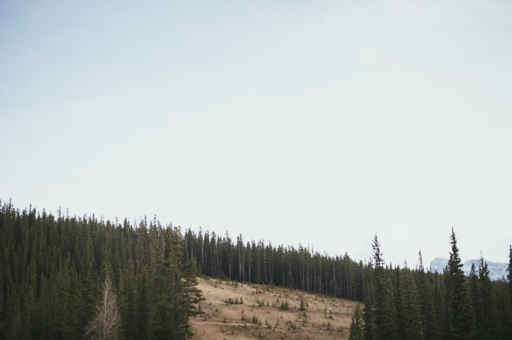 Pine forest in Banff