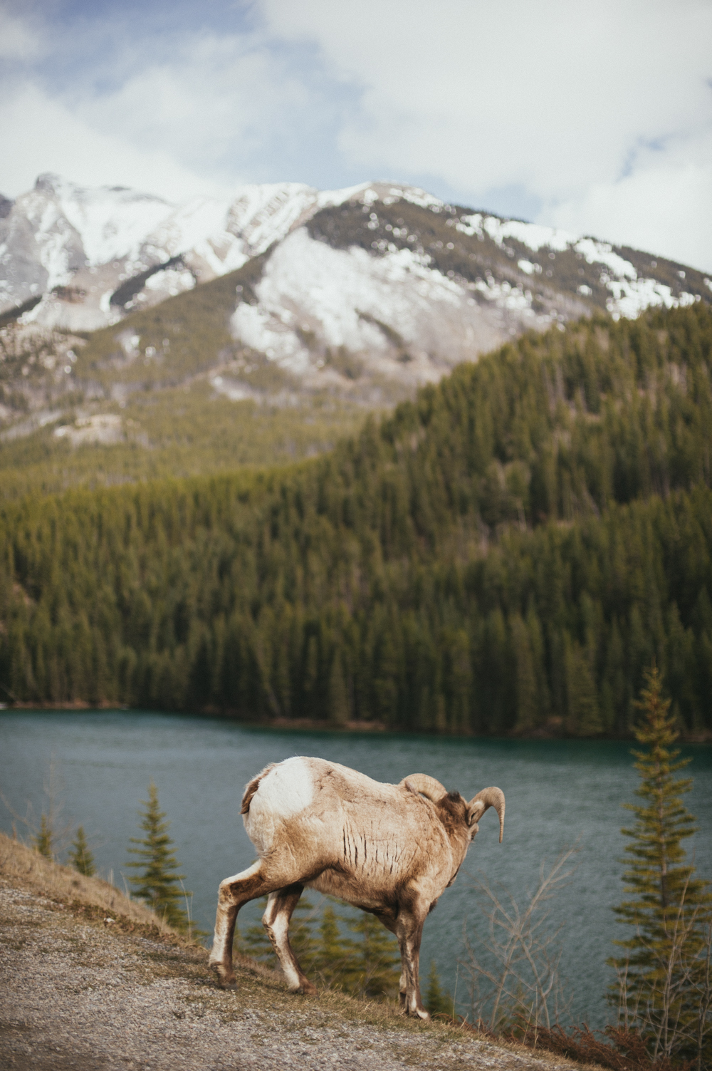 Big horn sheep at Two Jack Lake, Banff