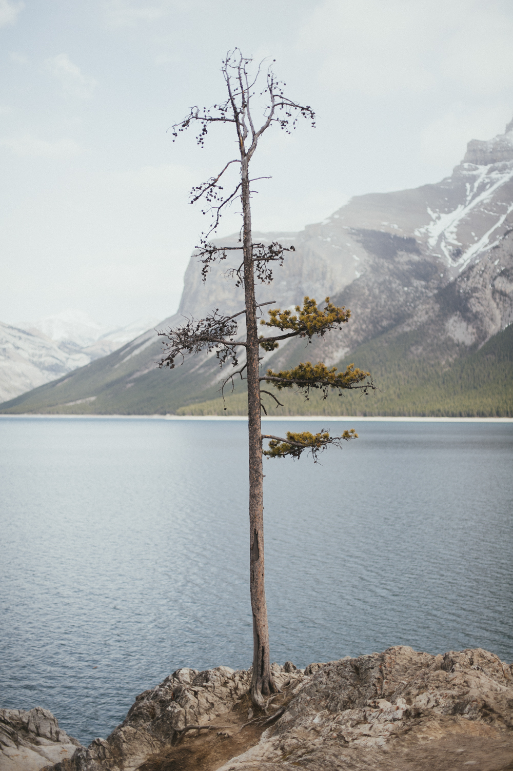 Lone tree at Lake Minnewanka in Alberta