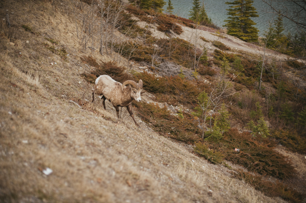 Big horn sheep in Alberta