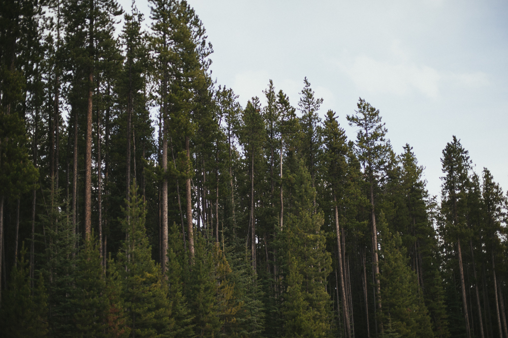 Pine tree forest in Alberta