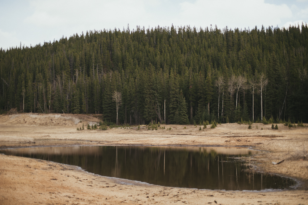 Calm pond reflections of pine forest in Alberta