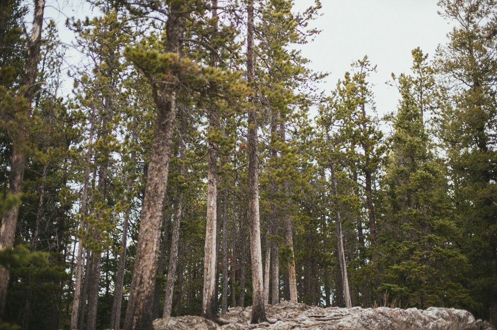 Jack pines in Alberta