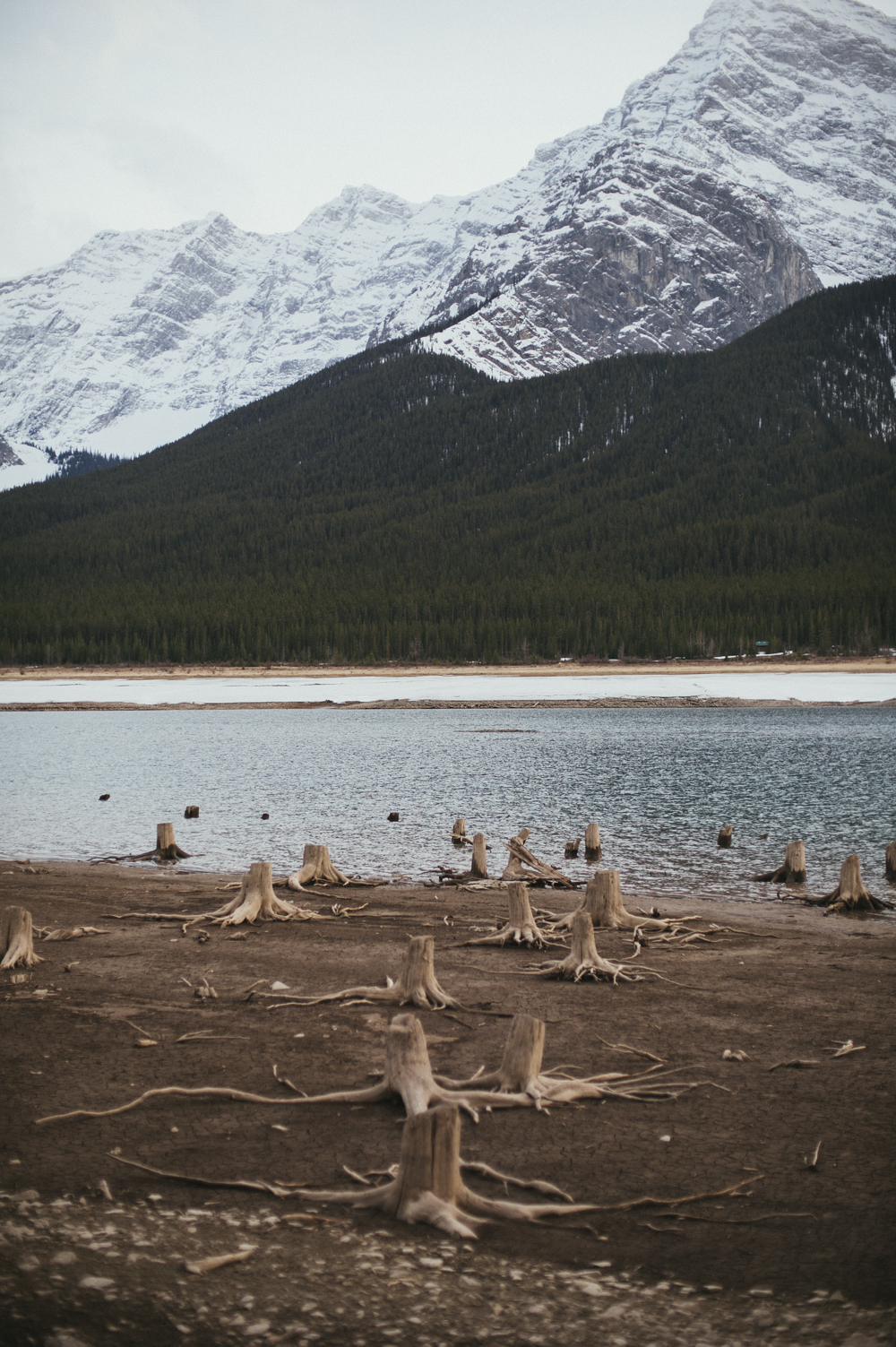 Tree stumps at Spray Lakes