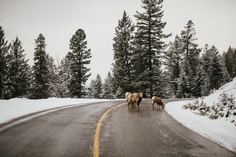 Sheep on the road in the winter in Alberta