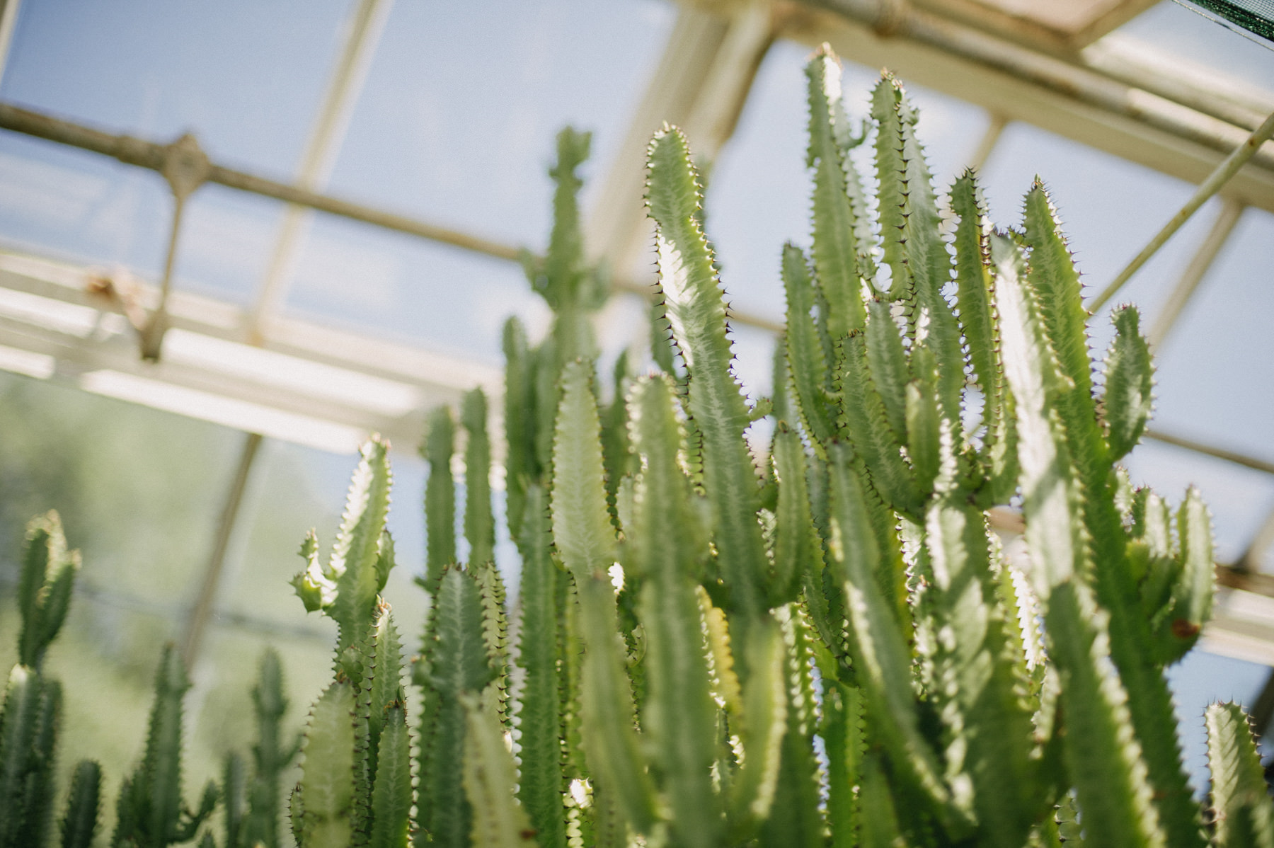 Botanical Greenhouse Wedding at Sonnenberg Gardens // Daring Wanderer