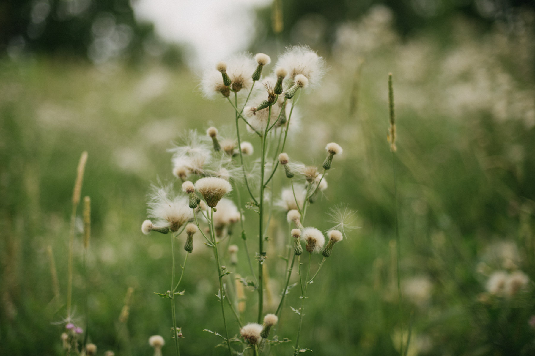 Vintage Wedding at Leslie Log House // Daring Wanderer