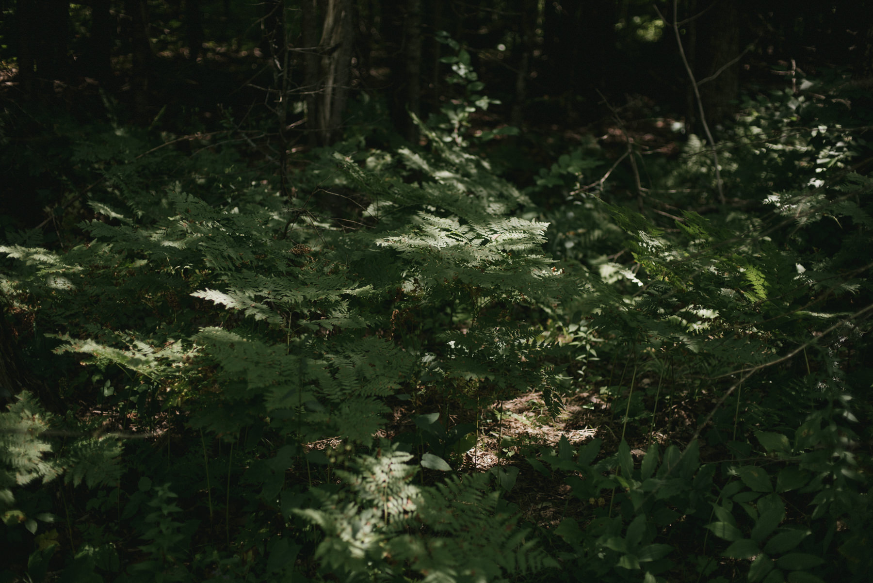 Daring Wanderer Photography - Daring Wanderer - Muskoka wedding photographer - Ontario wedding photographer - northern ontario wedding photographer - ridge at manitou wedding - cottage wedding - intimate cottage wedding