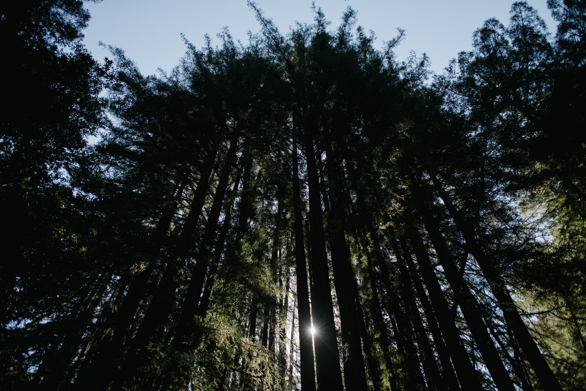 Daring Wanderer Photography - Daring Wanderer - Destination Wedding Photographer - Mill valley wedding photographer - Old Mill Park Wedding - Redwoods wedding - forest wedding ceremony - california wedding photographer - the outdoor arts club wedding