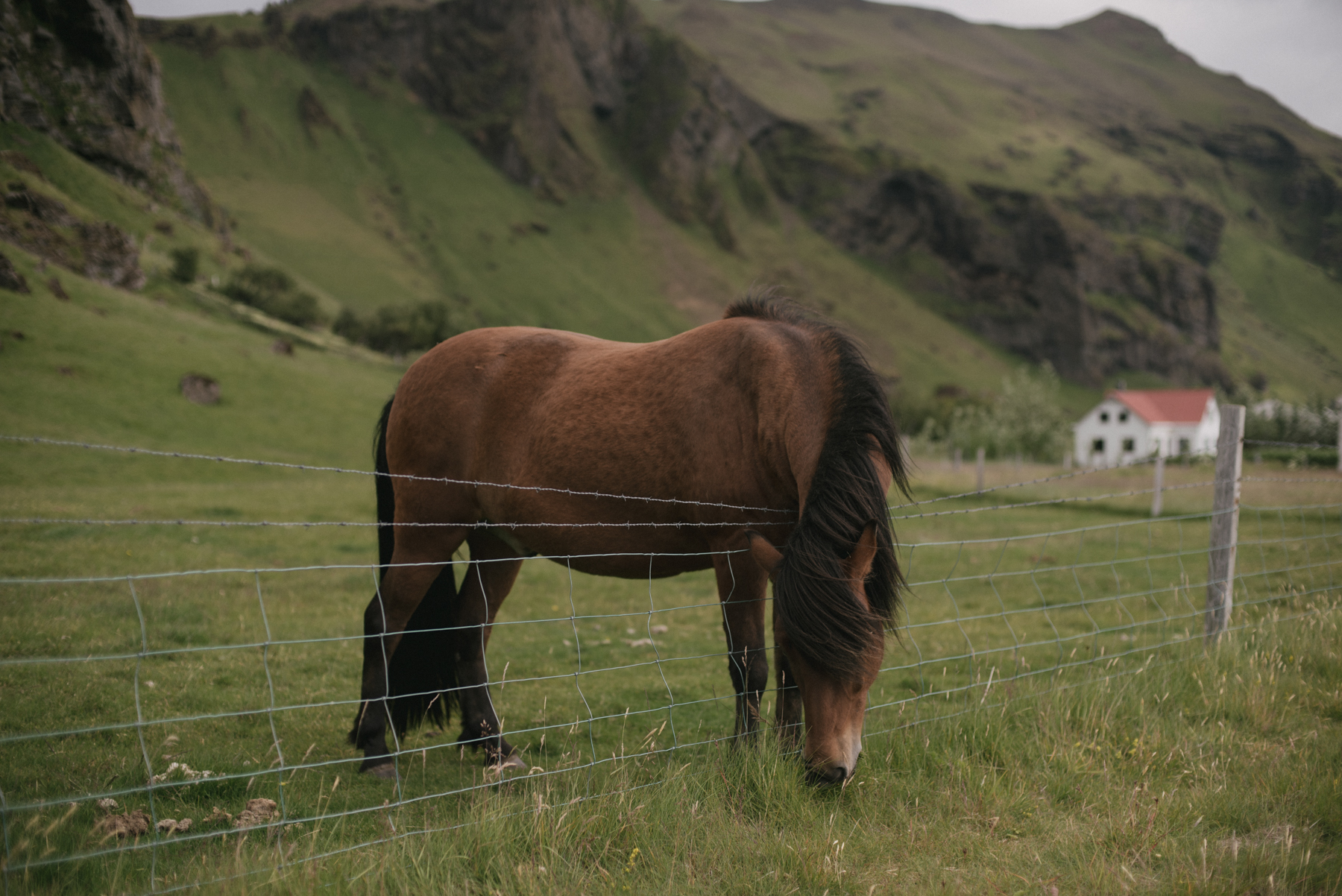 Daring Wanderer Photography - Daring Wanderer - Iceland travel photography - Iceland - West Fjords - Hornstrandir - Hornbjarg - hiking - adventure - explore - camping - mountains - majestic landscapes - Icelandic horses - Icelandic landscape