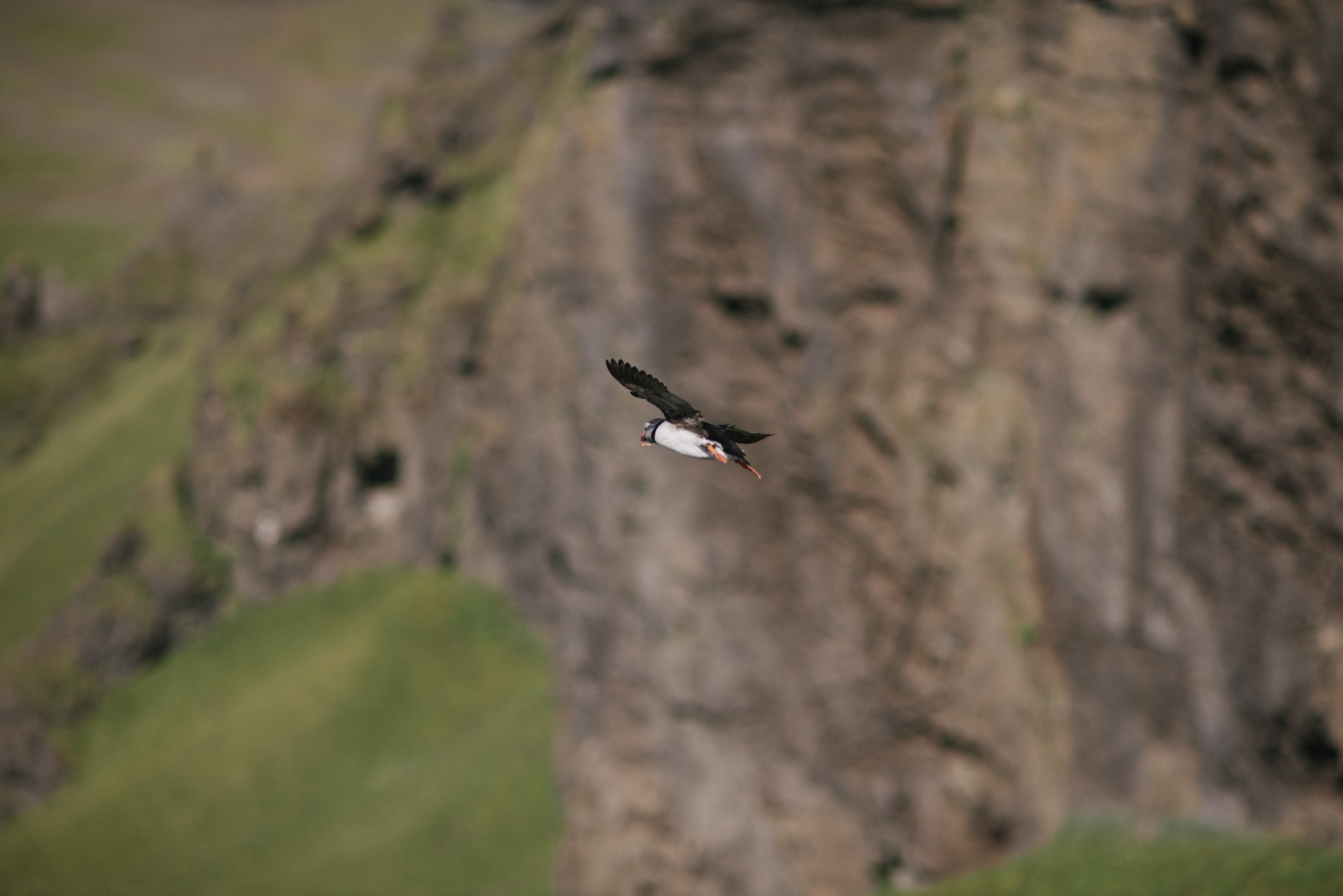 Daring Wanderer Photography - Daring Wanderer - Iceland travel photography - Iceland - West Fjords - Hornstrandir - Hornbjarg - hiking - adventure - explore - camping - mountains - majestic landscapes - Icelandic horses - Icelandic landscape