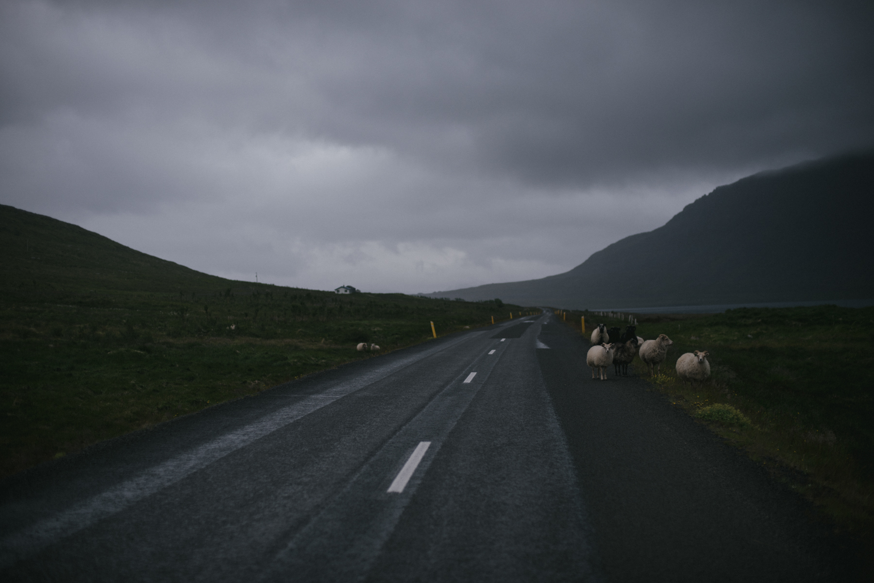 Daring Wanderer Photography - Daring Wanderer - Iceland travel photography - Iceland - West Fjords - Hornstrandir - Hornbjarg - hiking - adventure - explore - camping - mountains - majestic landscapes - Icelandic horses - Icelandic landscape