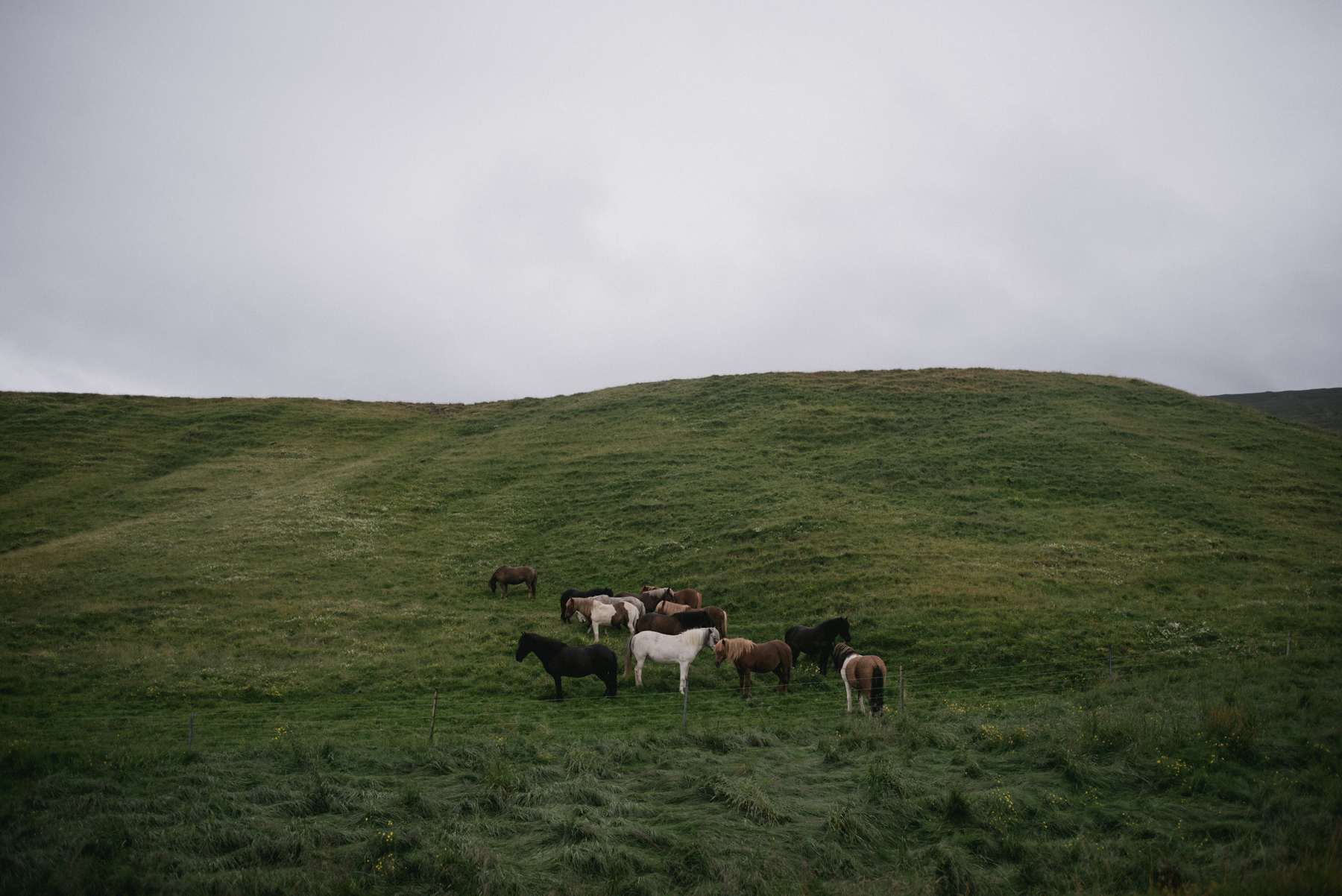 Daring Wanderer Photography - Daring Wanderer - Iceland travel photography - Iceland - West Fjords - Hornstrandir - Hornbjarg - hiking - adventure - explore - camping - mountains - majestic landscapes - Icelandic horses - Icelandic landscape