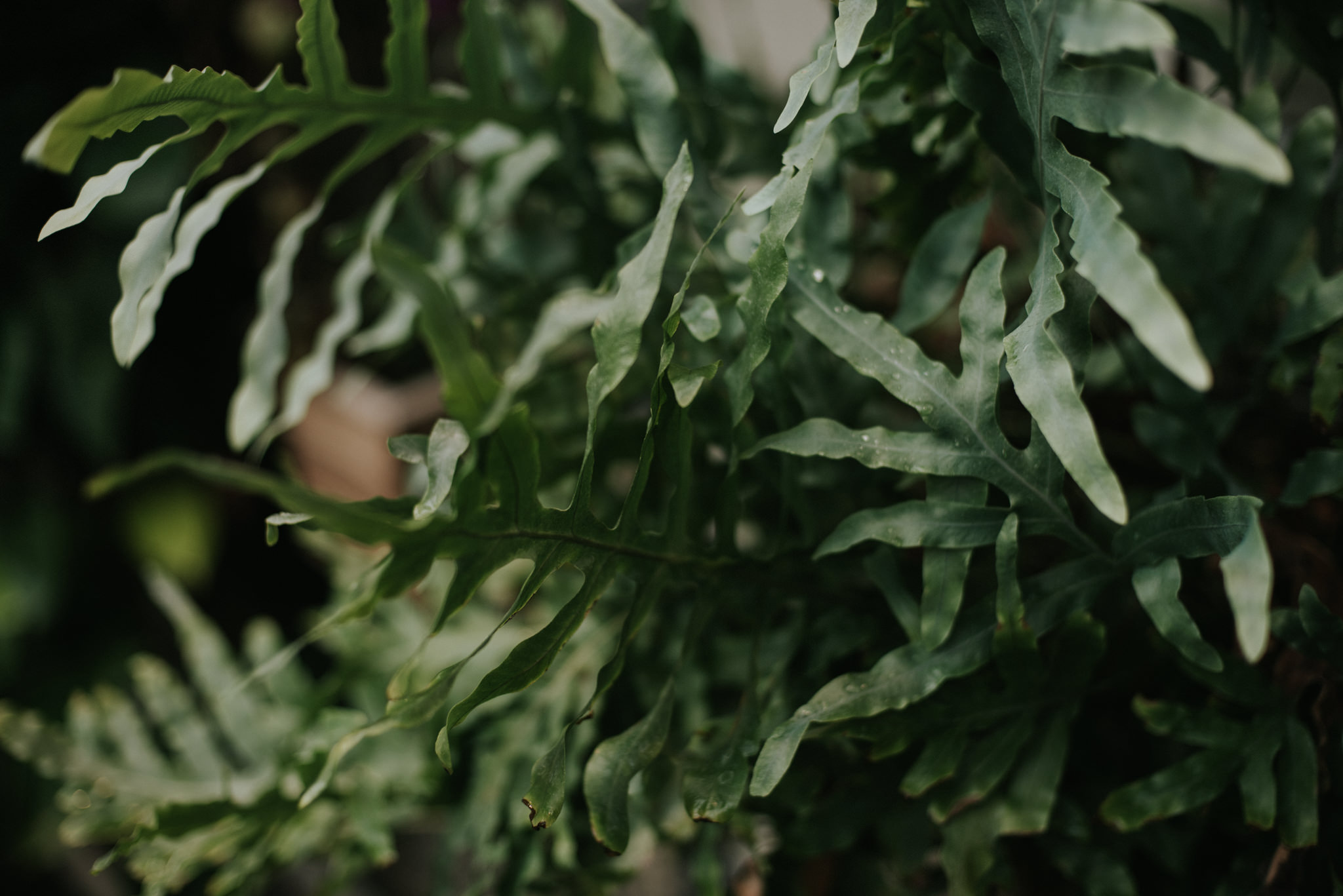 Daring Wanderer // Botanical greenhouse engagement at Cloud Gardens