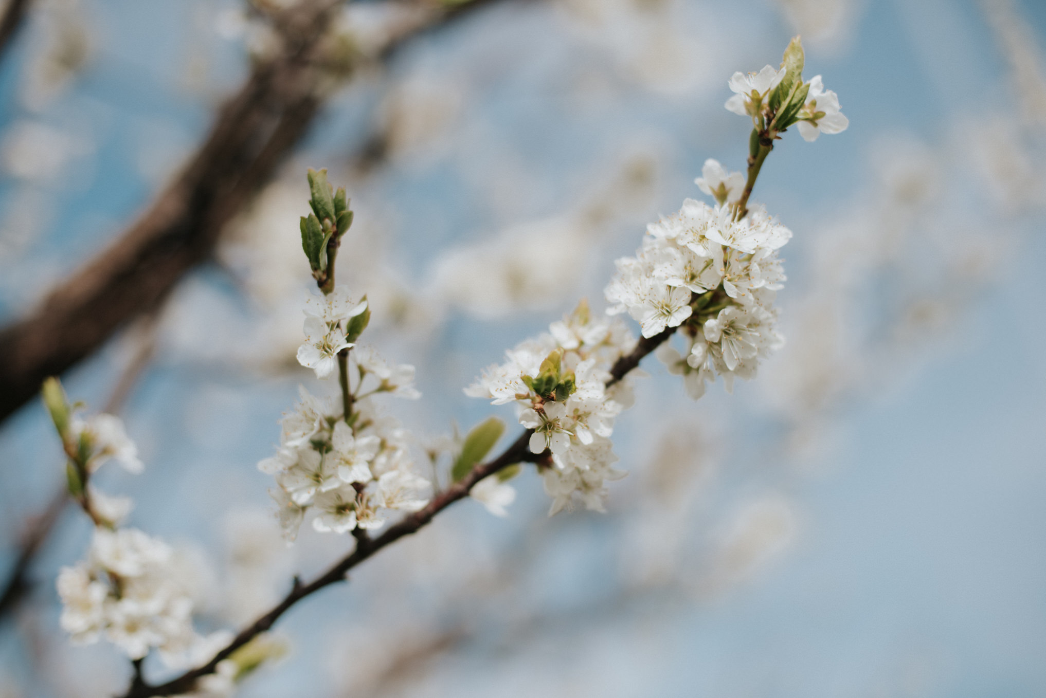 Spring bloom orchard engagement shoot by Daring Wanderer // www.daringwanderer.com