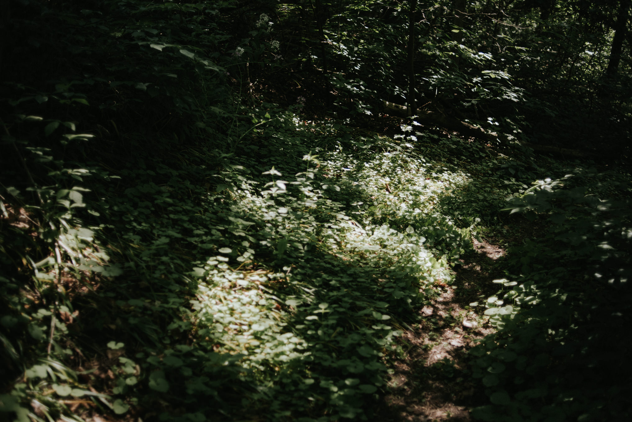 An intimate Auberge du Pommier Wedding in Toronto // Daring Wanderer: www.daringwanderer.com