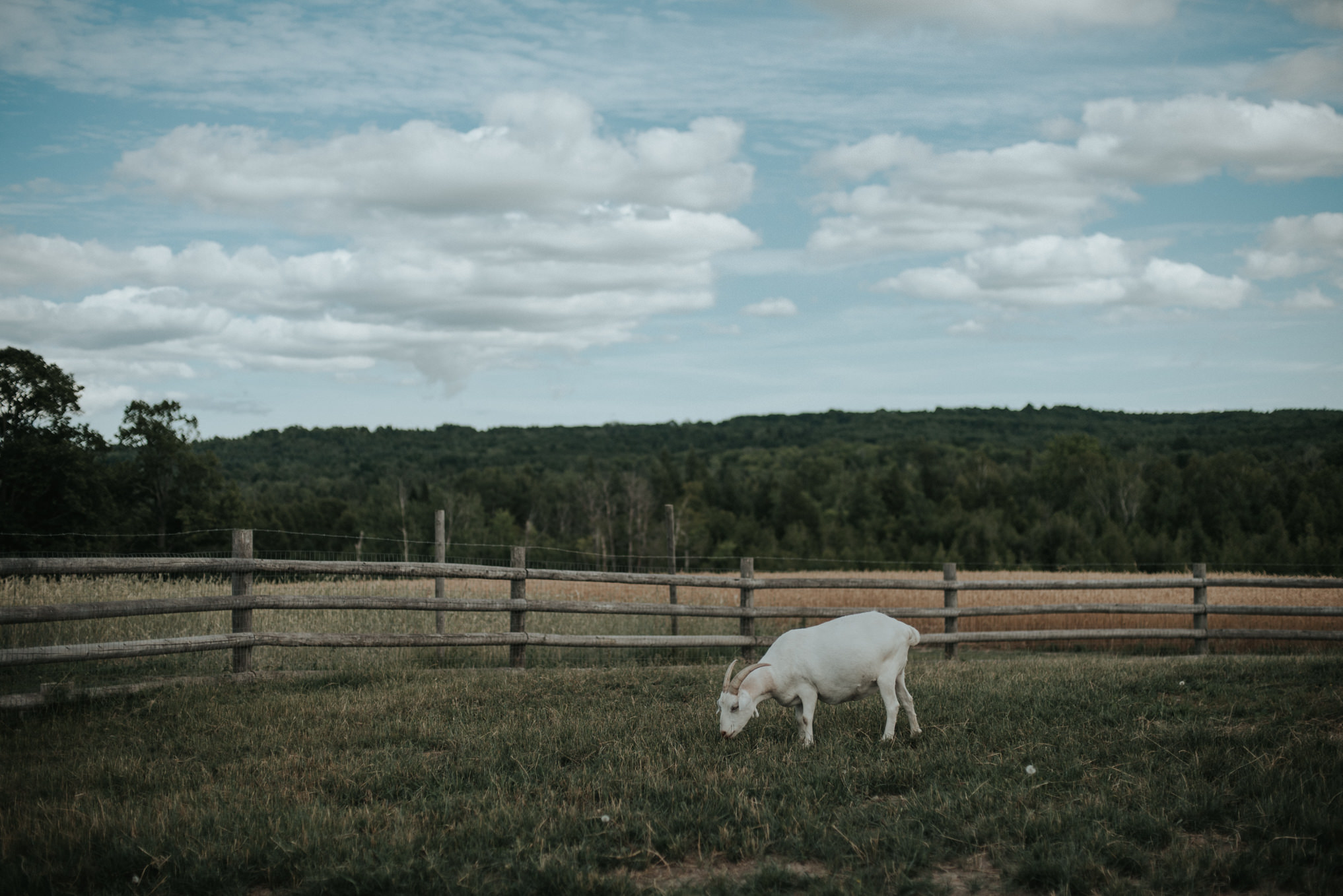 An intimate bohemian outdoor farm wedding at South Pond Farms // Daring Wanderer: www.daringwanderer.com