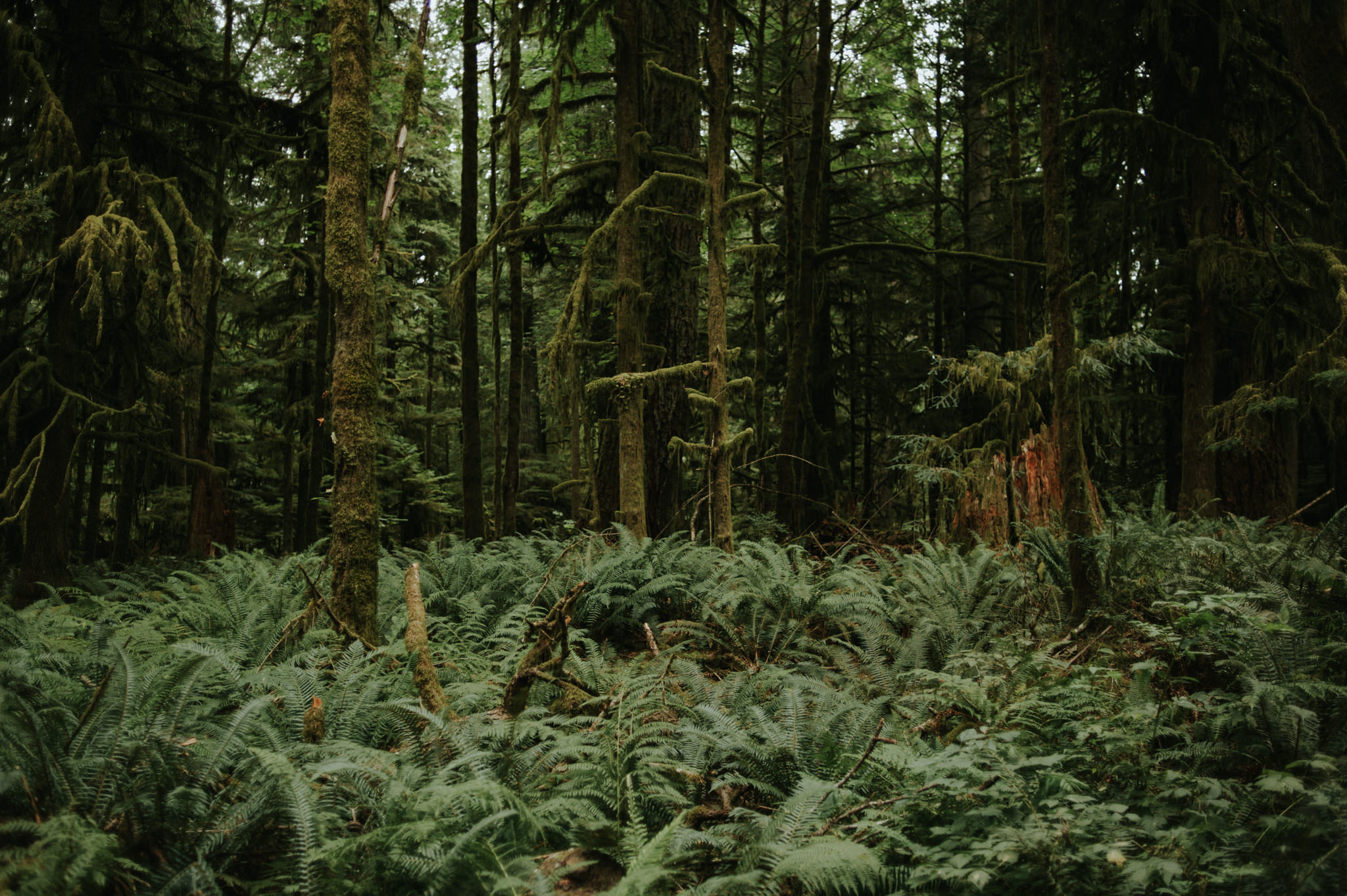 Cathedral Grove, Tofino // Daring Wanderer: www.daringwanderer.com