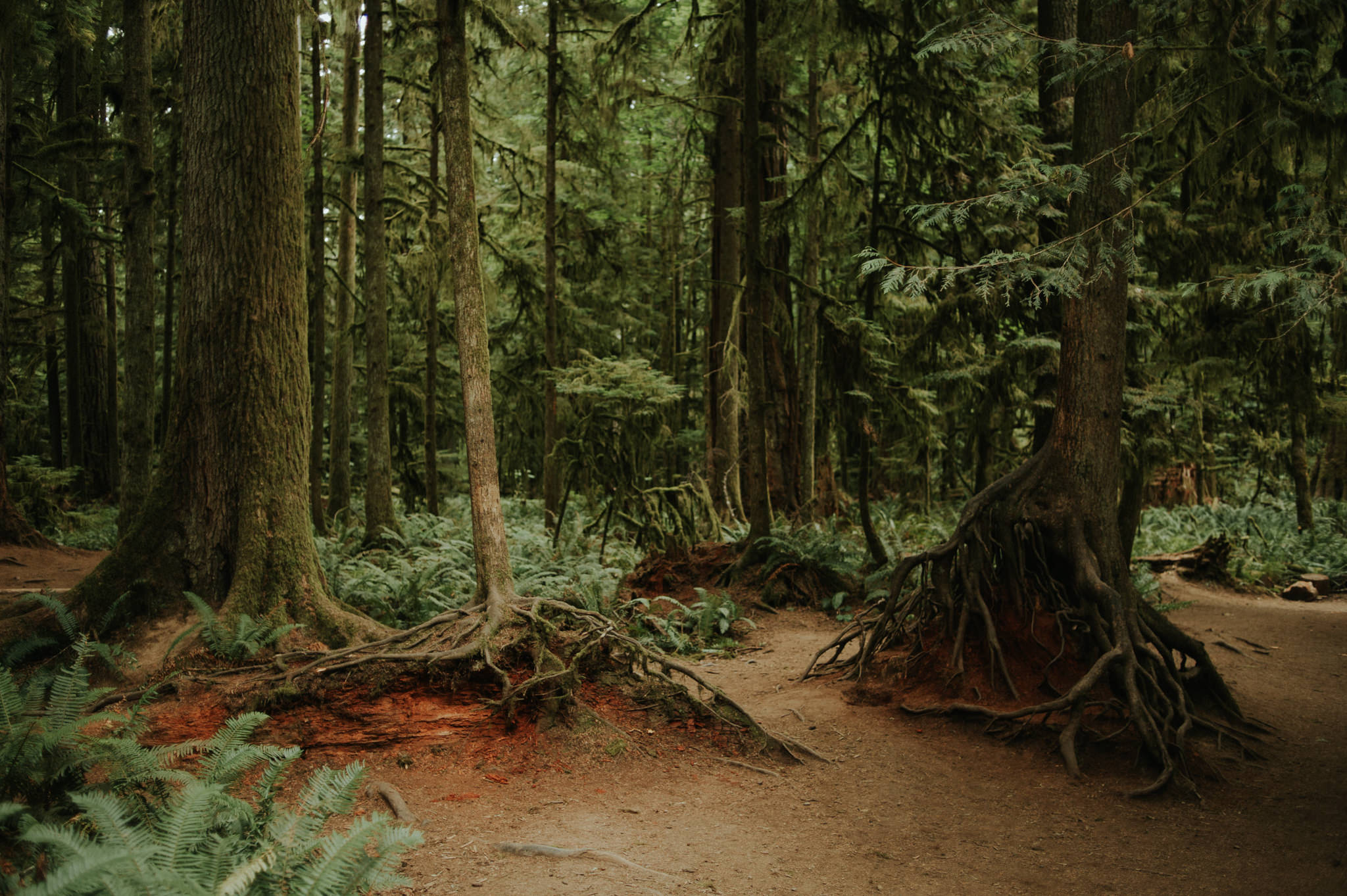 Cathedral Grove, Tofino // Daring Wanderer: www.daringwanderer.com