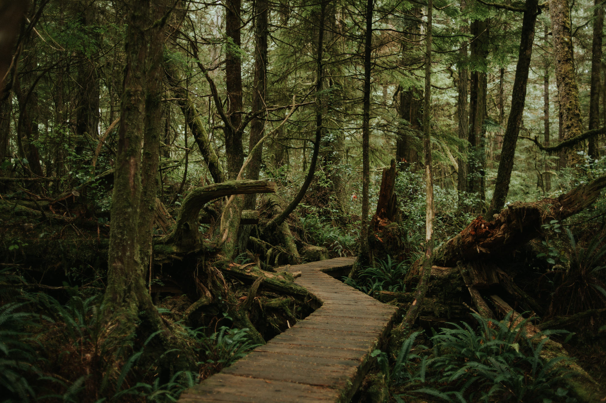 Hiking in Tofino. Rainforest Trail hike in Pacific Rim National Park // Daring Wanderer: www.daringwanderer.com