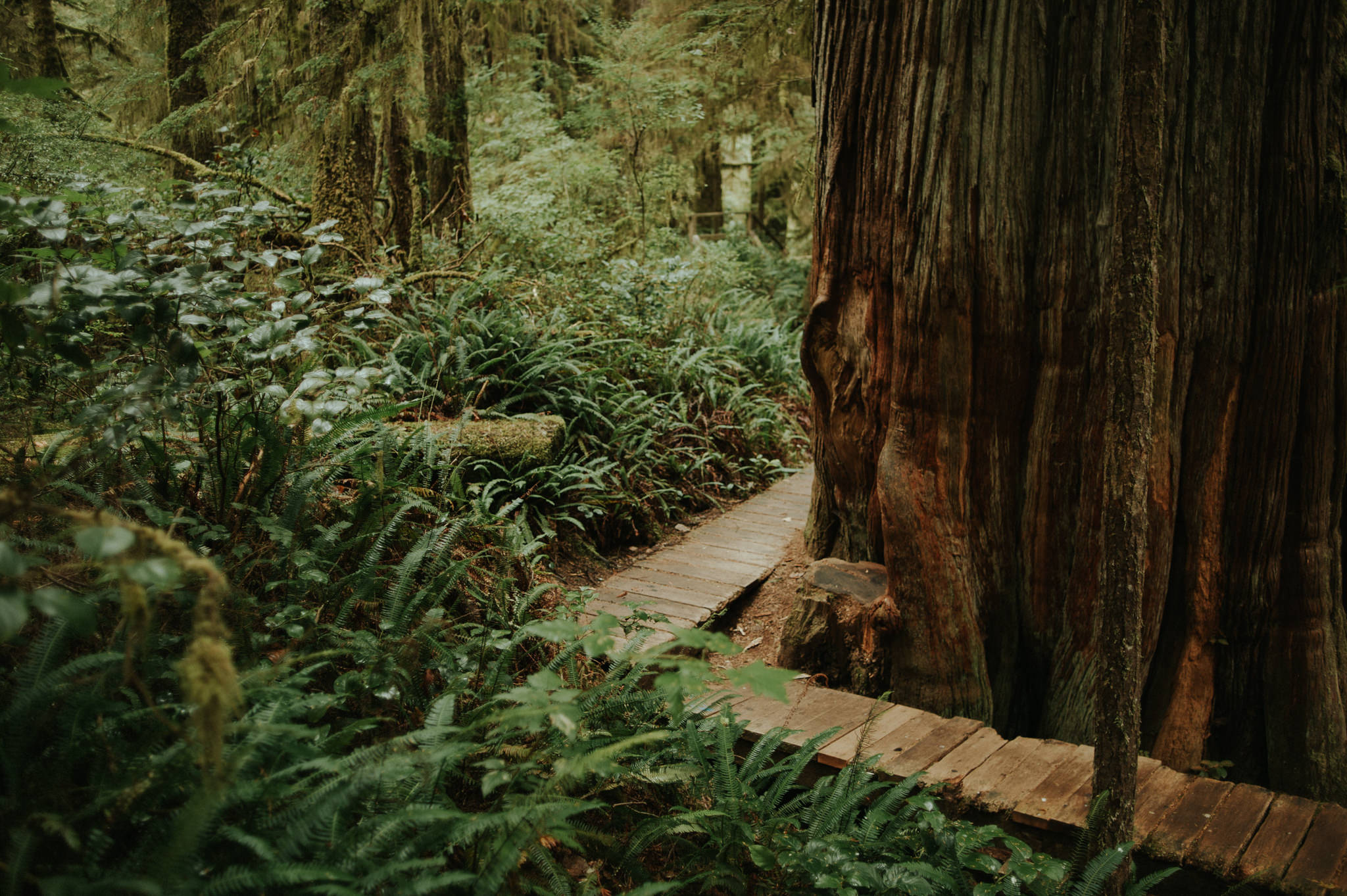 Hiking in Tofino. Rainforest Trail hike in Pacific Rim National Park // Daring Wanderer: www.daringwanderer.com