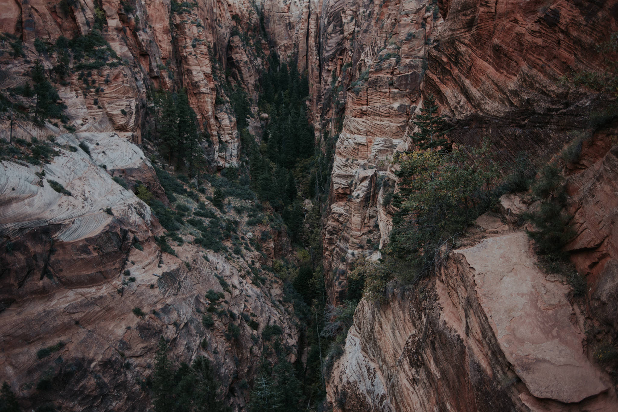 Hiking Angel's Landing, Zion National Park // Daring Wanderer: www.daringwanderer.com