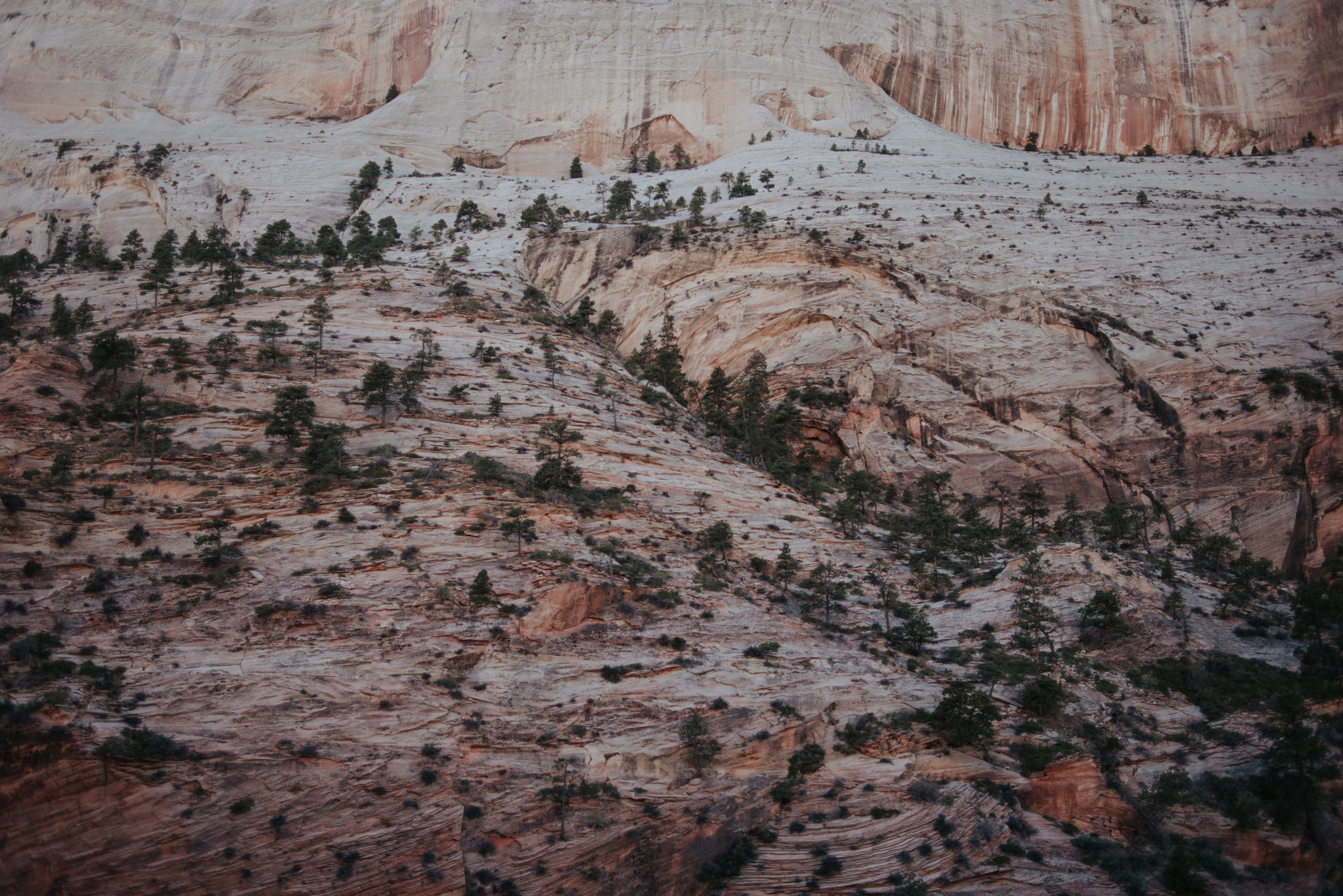 Hiking Angel's Landing, Zion National Park // Daring Wanderer: www.daringwanderer.com