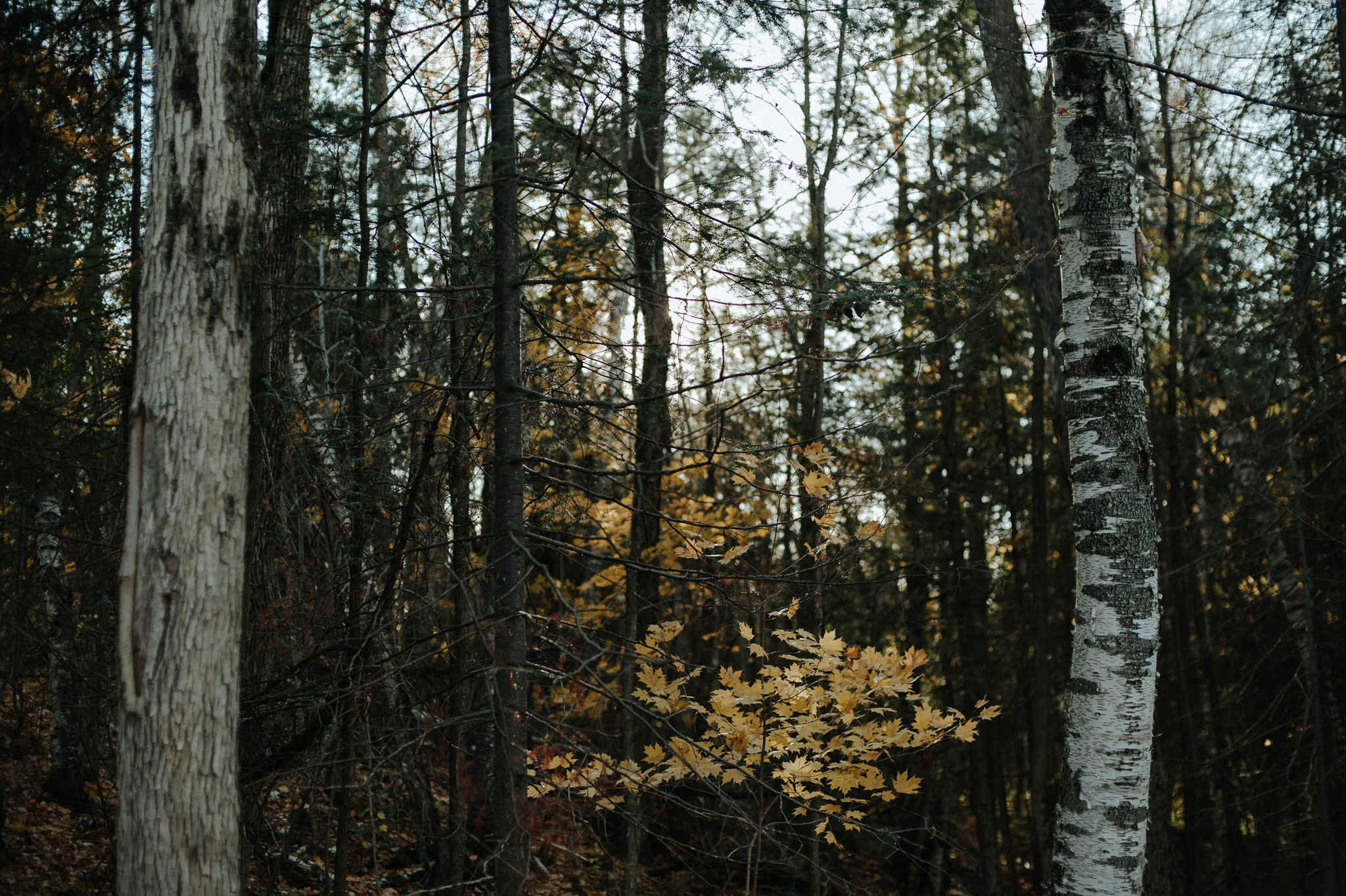 Intimate Cottage Wedding at Serenity Cottage in Owen Sound // Toronto wedding photographer Daring Wanderer 