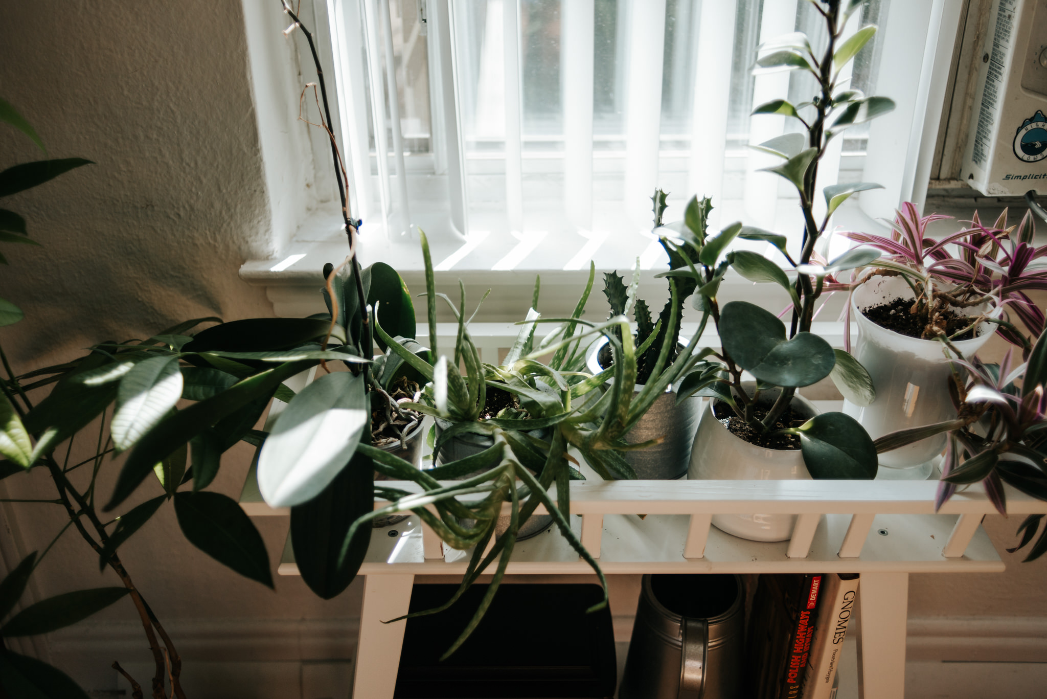 Plants in morning light