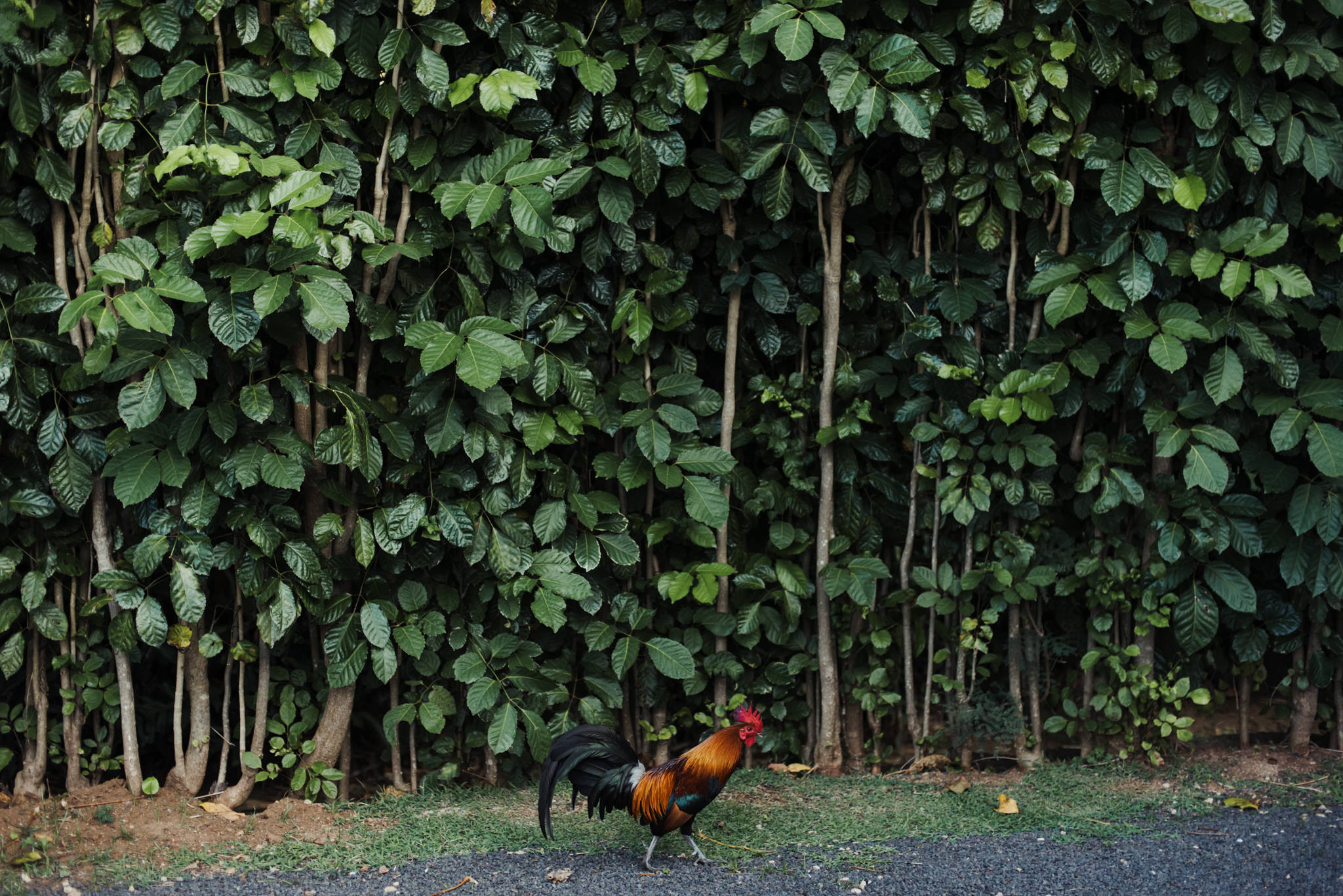 wild rooster in Kauai