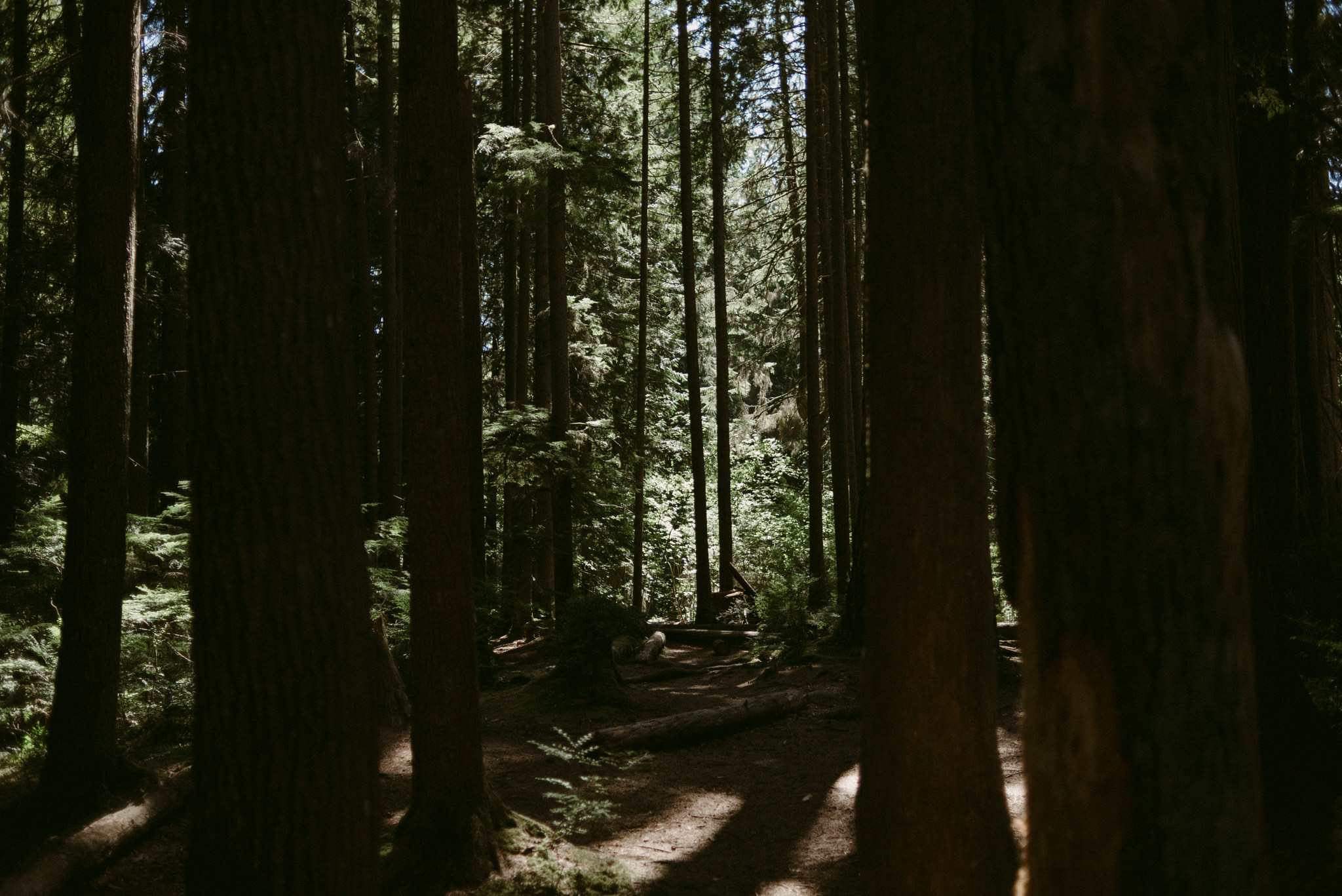 light streaming through forest